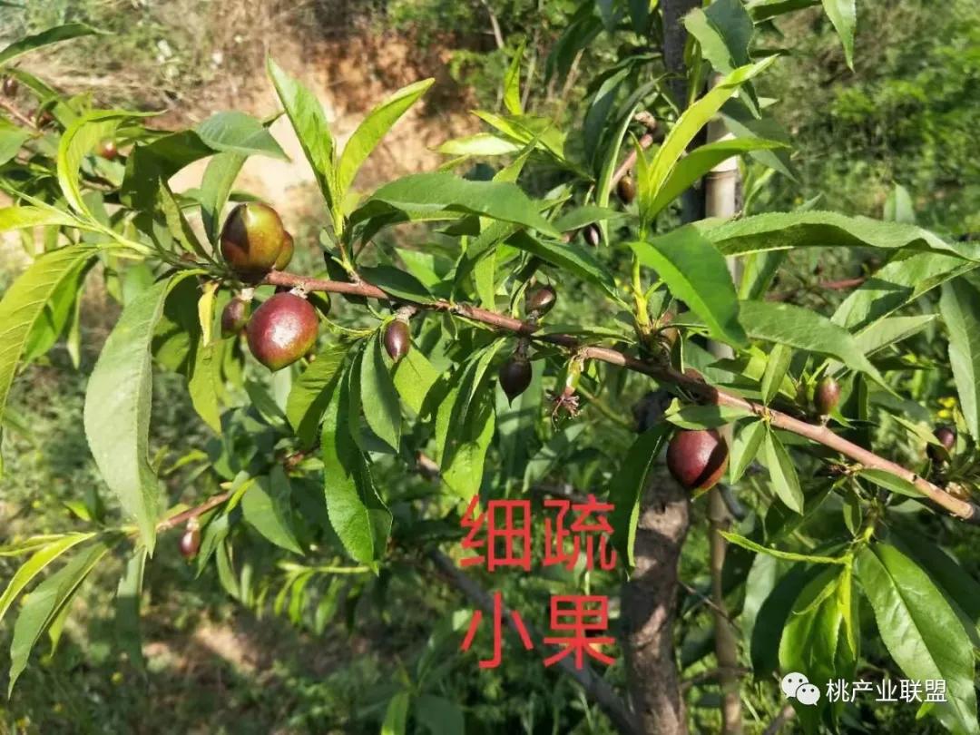 桃奴！桃奴！坚决不能留