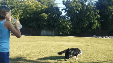 我养的边牧为什么看到谁都很热情,别以为边牧很好养