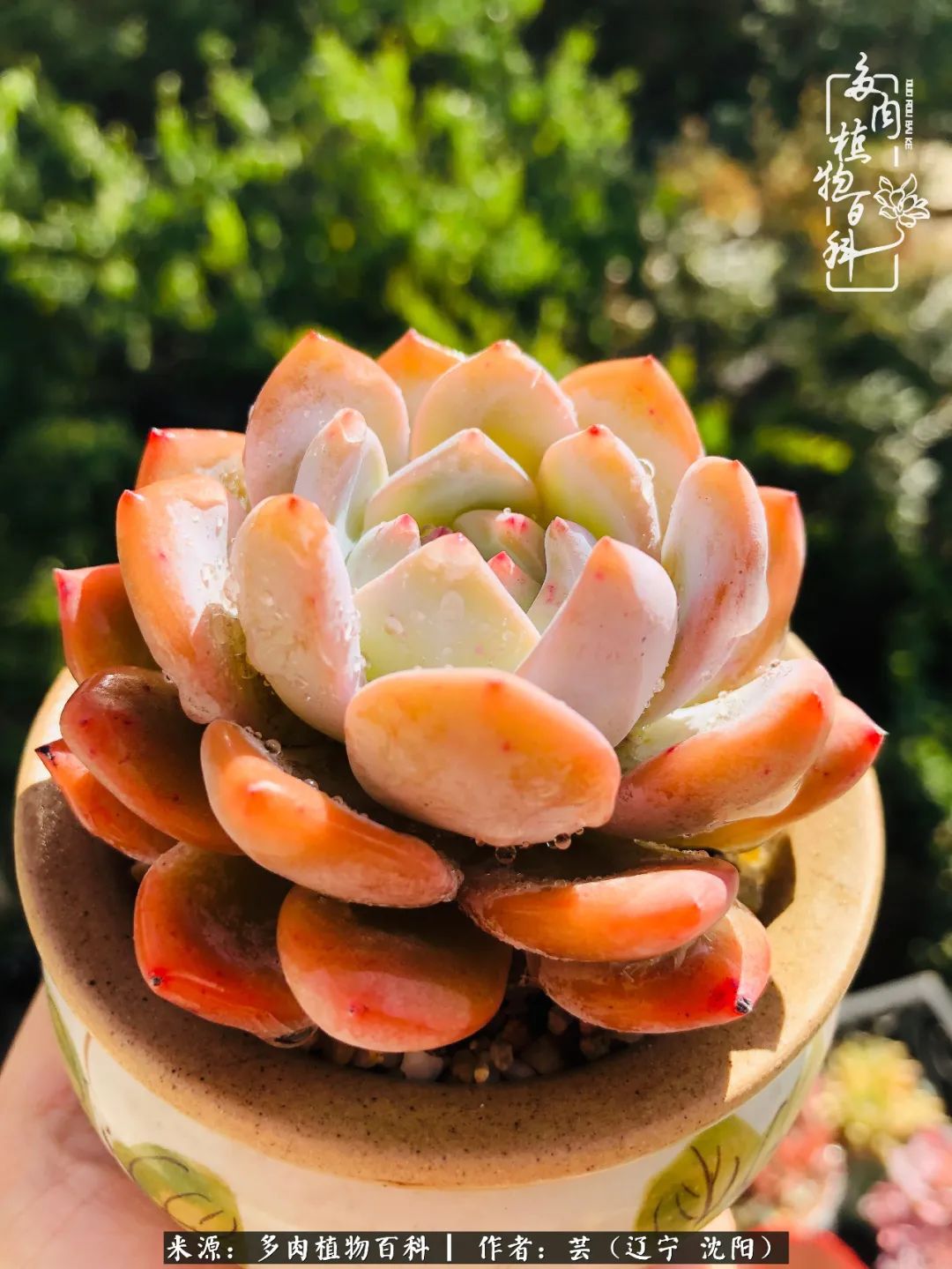 万物皆有灵性有因必有果,万物皆有灵性与生命