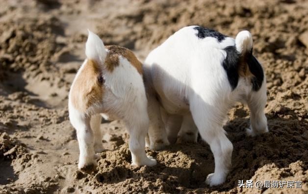 狗狗喜欢咬爪怎么纠正,狗狗用爪子刨地是什么意思