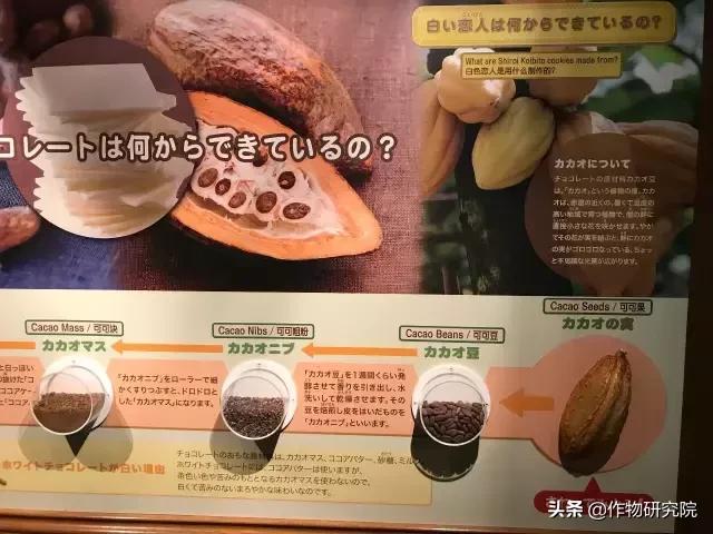 日式网红薄饼干,日本饼干伴手礼