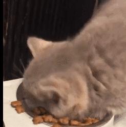 猫放屁把自己臭吐了,猫居然也会吐口水