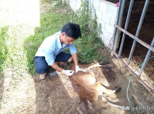 怎样预防牛胀气呢,牛胀气的防治