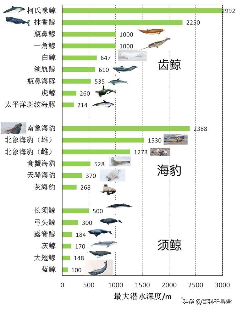 抹香鲸为啥潜水能力最强,抹香鲸的潜水能力为什么那么强