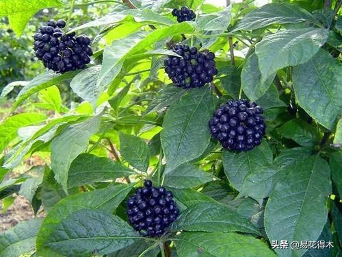 刺五加和五加皮的区别图片对比,刺五加是种什么药材