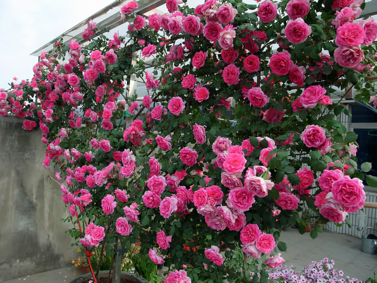 最优秀的几款藤本月季,值得入手的十大月季