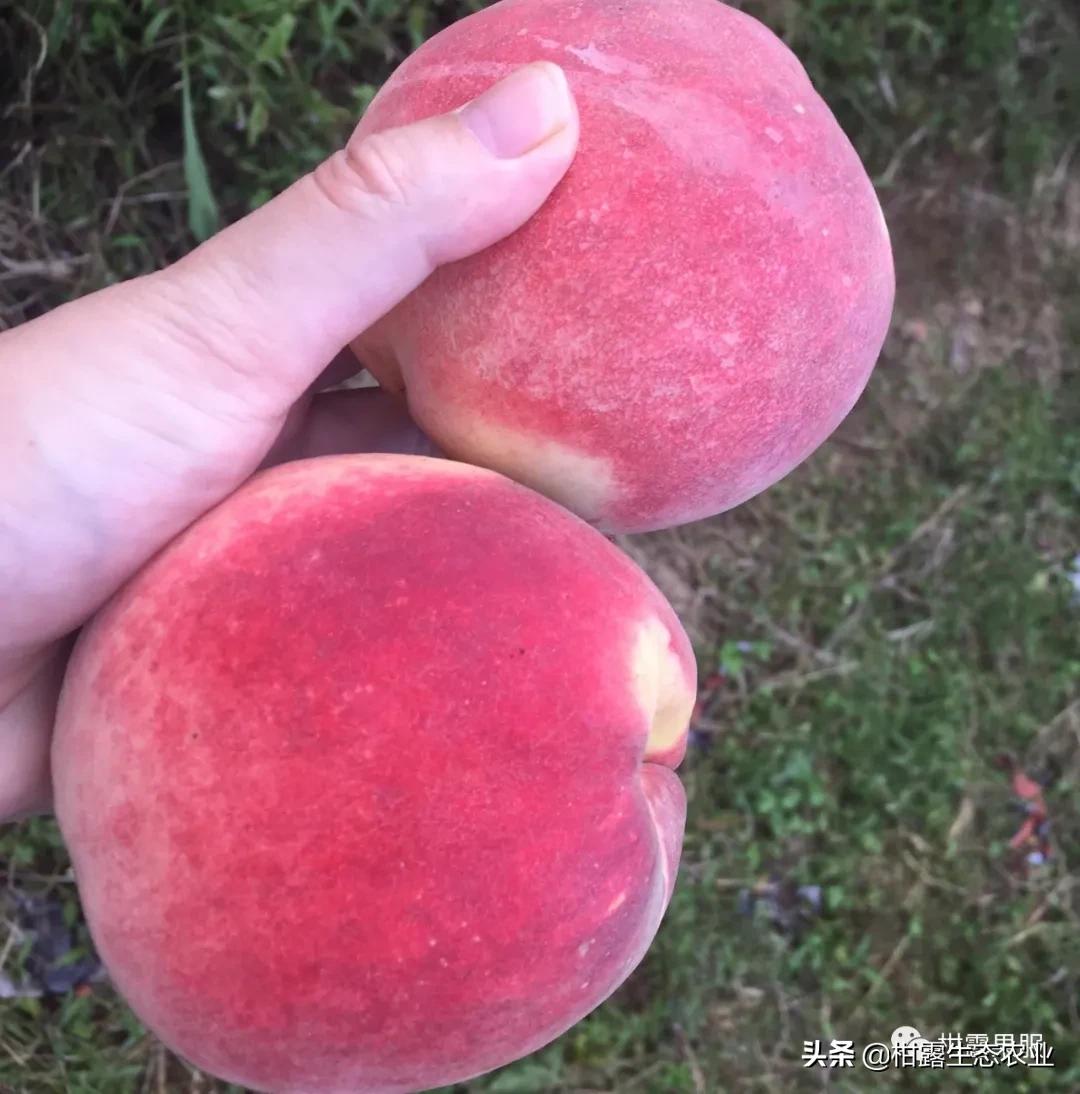 桃树新品种2023年桃子价格,突围桃子价格最新行情