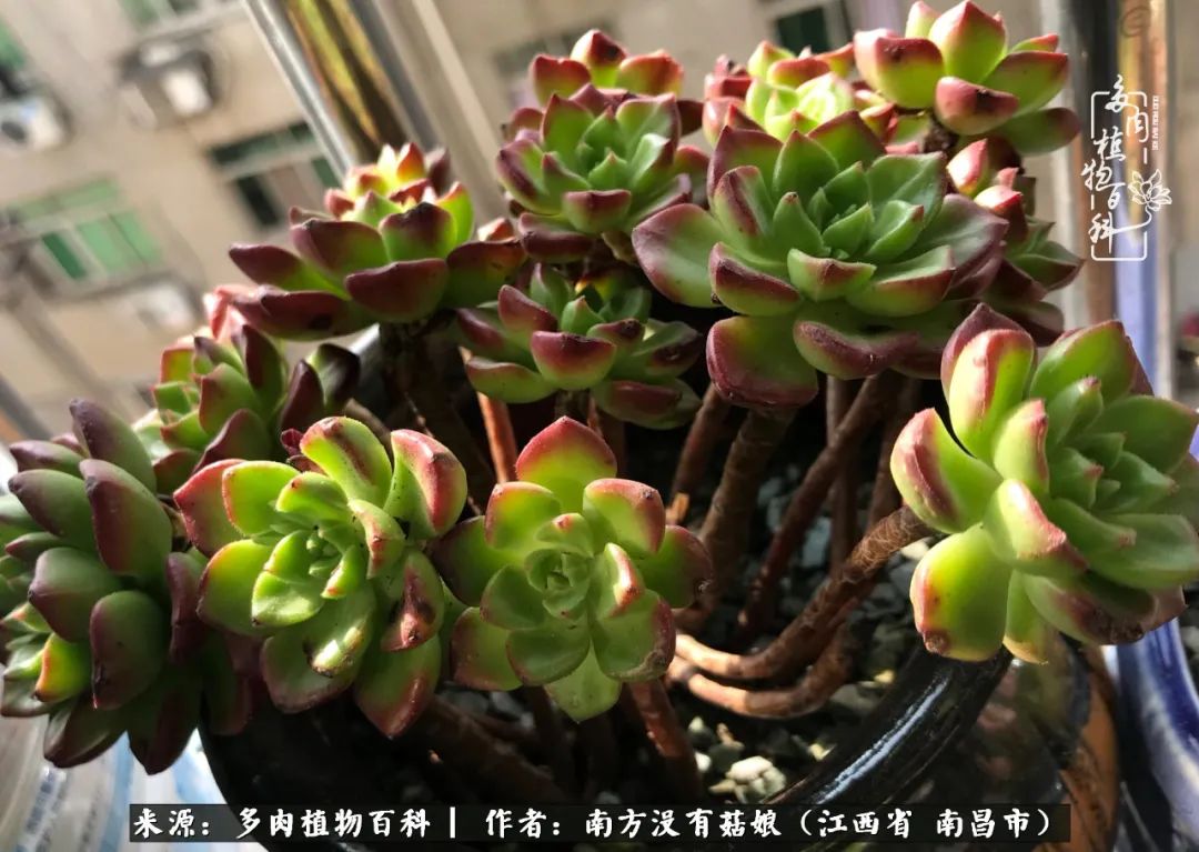 既见云胡不喜,既见君子云胡不喜毛笔楷书