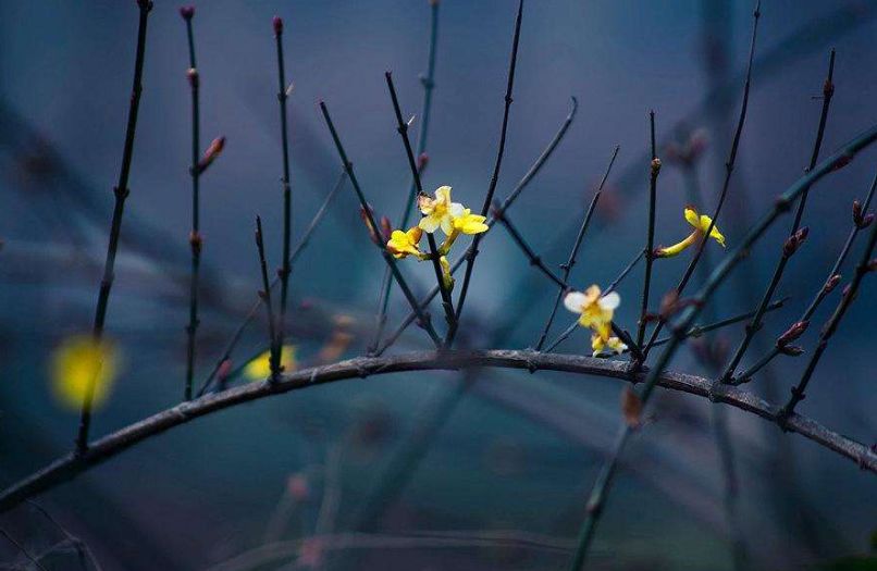 迎春花开的原创诗词,迎春花开诗词大全