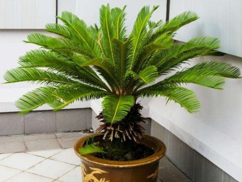 苏铁盆栽养殖方法和技术,苏铁树盆栽养殖方法