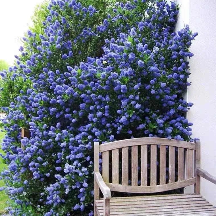 美洲茶寓意是什么,美洲茶蓝色海洋