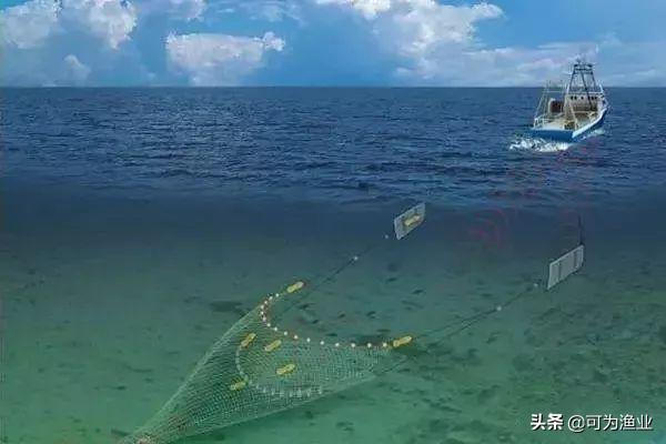 中国四大海产带鱼种类名称表,中国四大海产带鱼种类图表