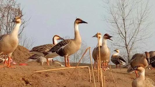 养鹅看家护院什么品种好,打工赚不到钱回家养鸡