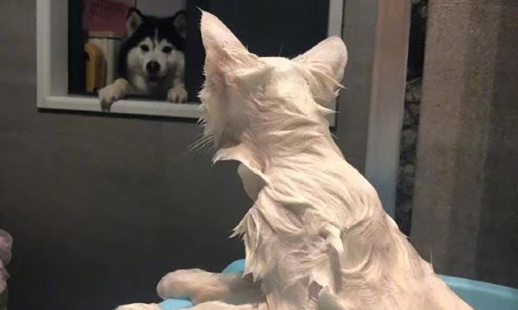 猫爱干净为什么还有跳蚤,猫爱干净的表现