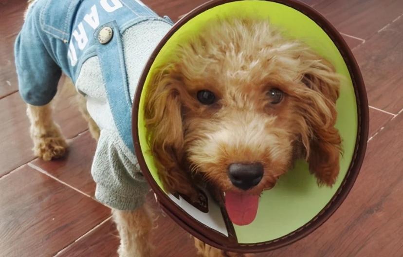 狗狗身上有皮屑斑秃怎么回事,狗狗身上有皮屑怎么治疗