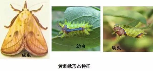 樱桃虫害防治绝招,樱桃虫害防治