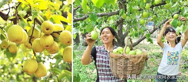 紫塞明珠张家界农家院,紫塞县农家院旅游