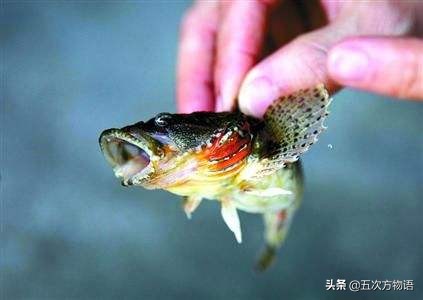 松江鲈鱼和沙塘鳢是一种鱼吗,松江鲈鱼与塘鳢区别