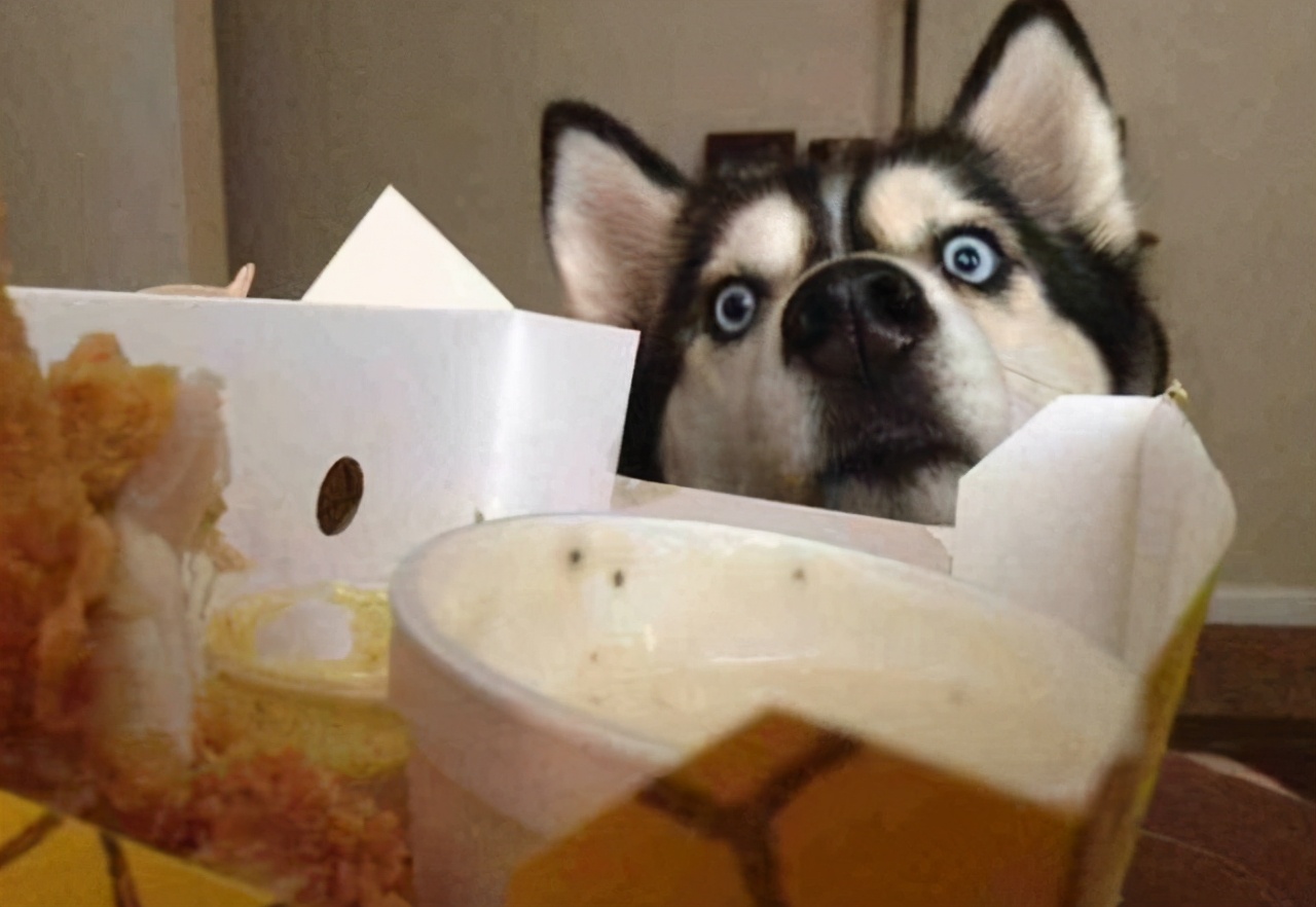 饲养哈士奇,养哈士奇新手要注意什么事项