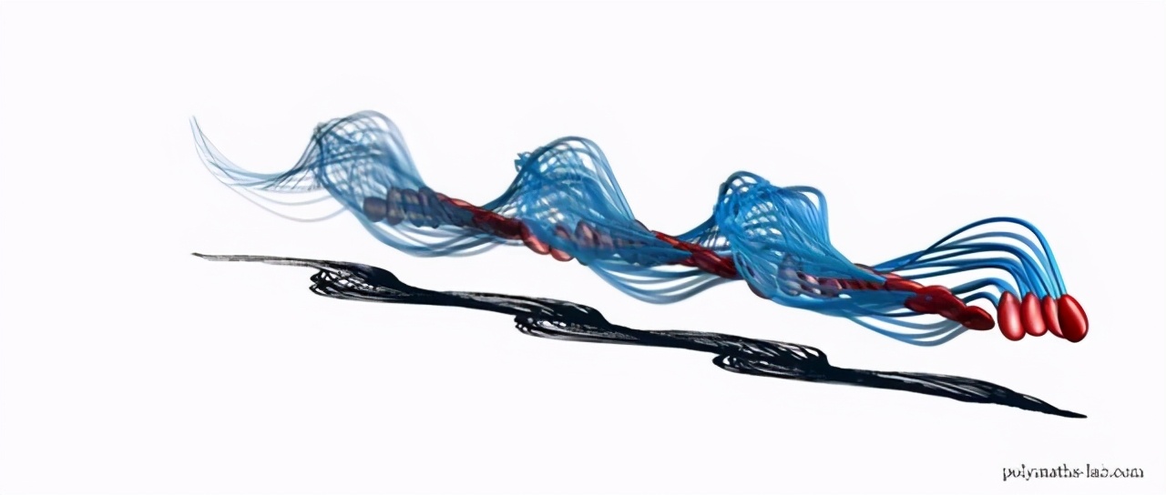 科学家发现精子运动规律,科学家们首次发现精子的运动规律