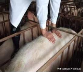 猪授精的正确方法,猪授精的正确方法是什么