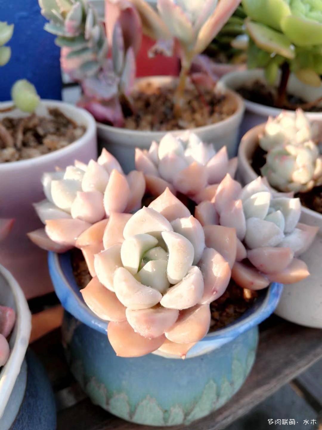 这才是多肉夏天该有的样子,多肉短期内颜值最高的时刻