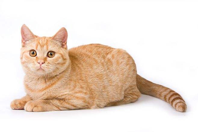 世界上最好的猫咪是什么品种,十大名贵猫72种猫咪品种大全