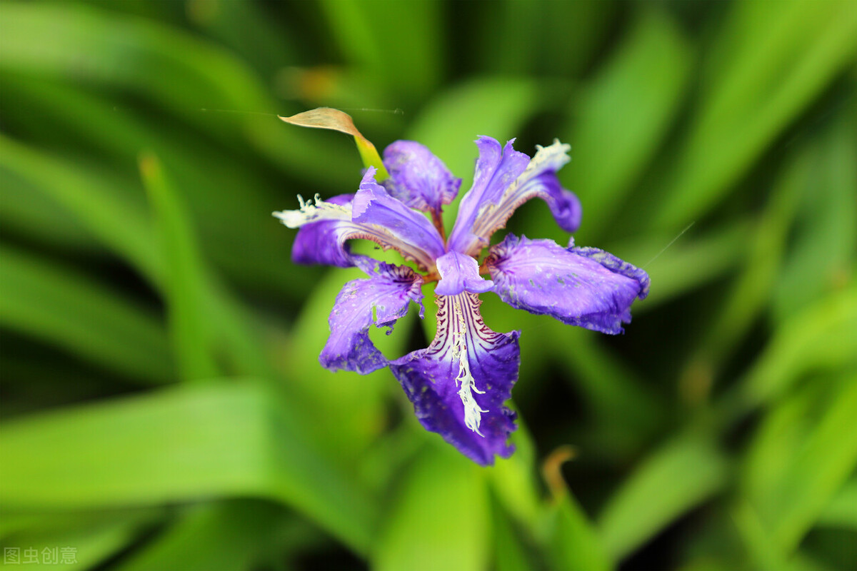 什么花适合送生日花,你的生日代表的花朵及寓意图片