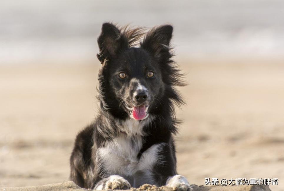 边牧的优点和缺点,为什么养了边牧