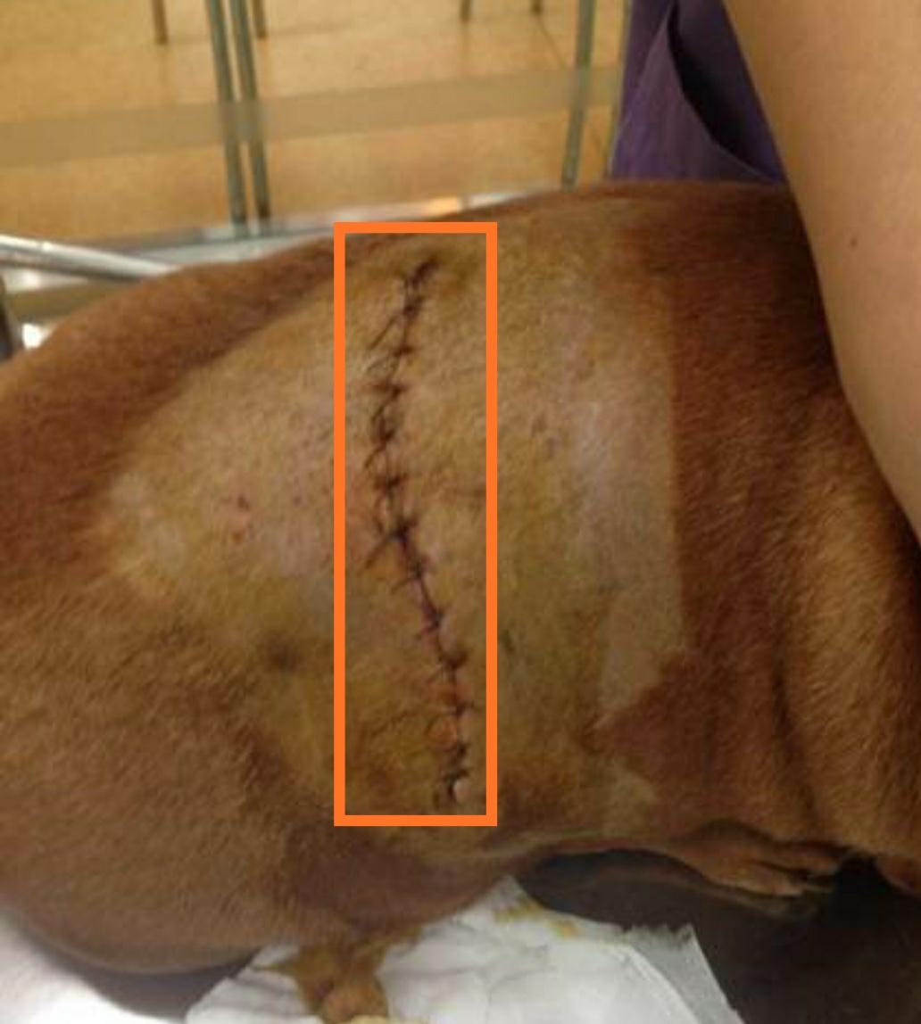 宠物手术全麻和半麻醉的区别,宠物诊所手术不用麻醉师打麻药吗