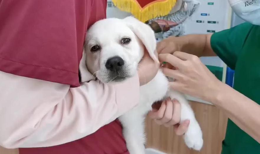 狗狗中暑的急救方法,狗狗中暑和解救方法