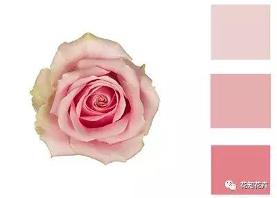 中国玫瑰大家族——雪山玫瑰详解（二）