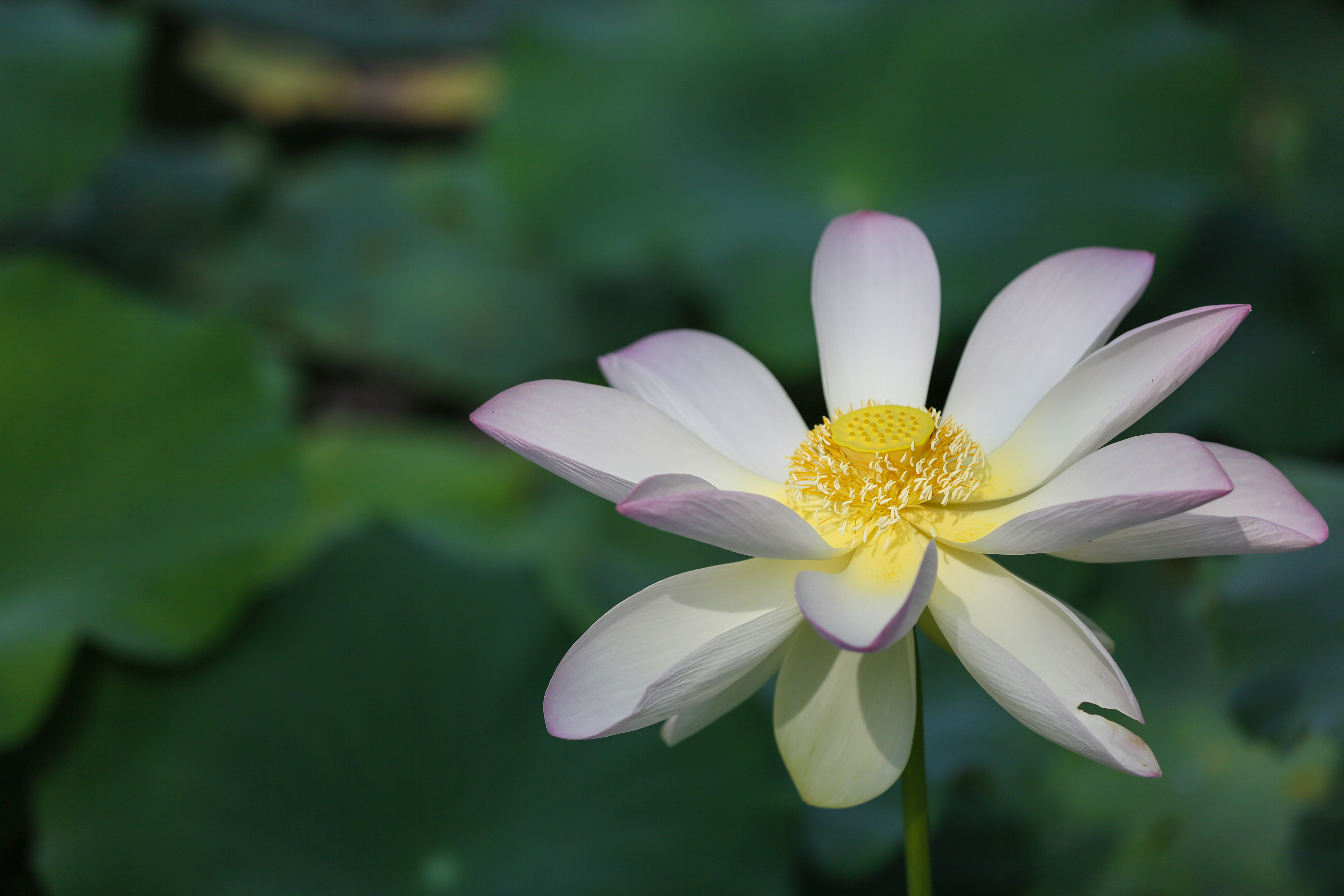 聊城姜堤乐园和周公河乐园哪个好,聊城姜堤乐园附近景区