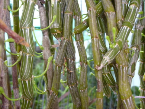 石斛的种植方法及繁殖方法,尖唇石斛如何种