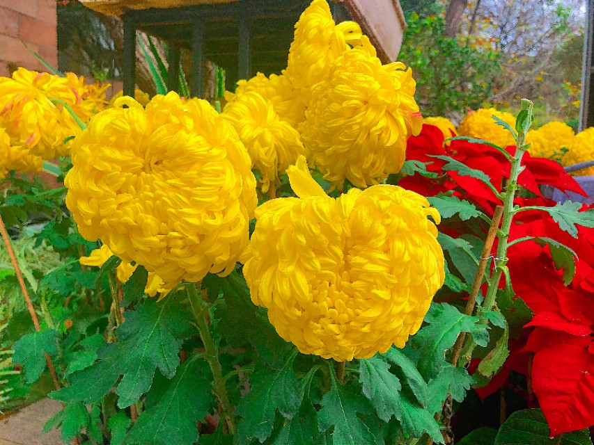 广州云台花园全景视频,广州云台花园美景