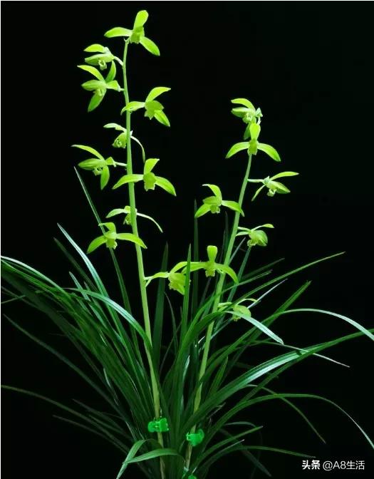 兰花蕙兰十大名品,蕙兰名品大全欣赏