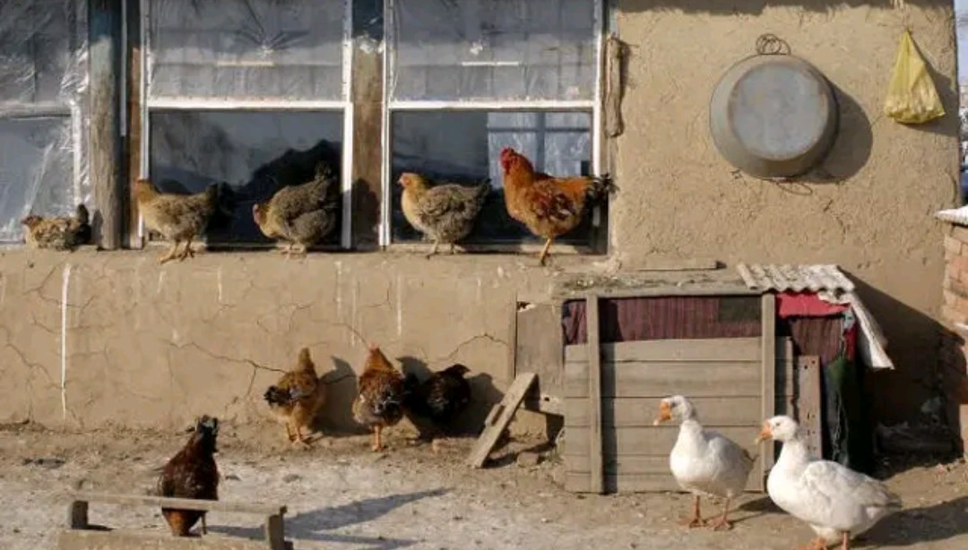 为什么公猪不爱吃食,公猪性情弱怎么治