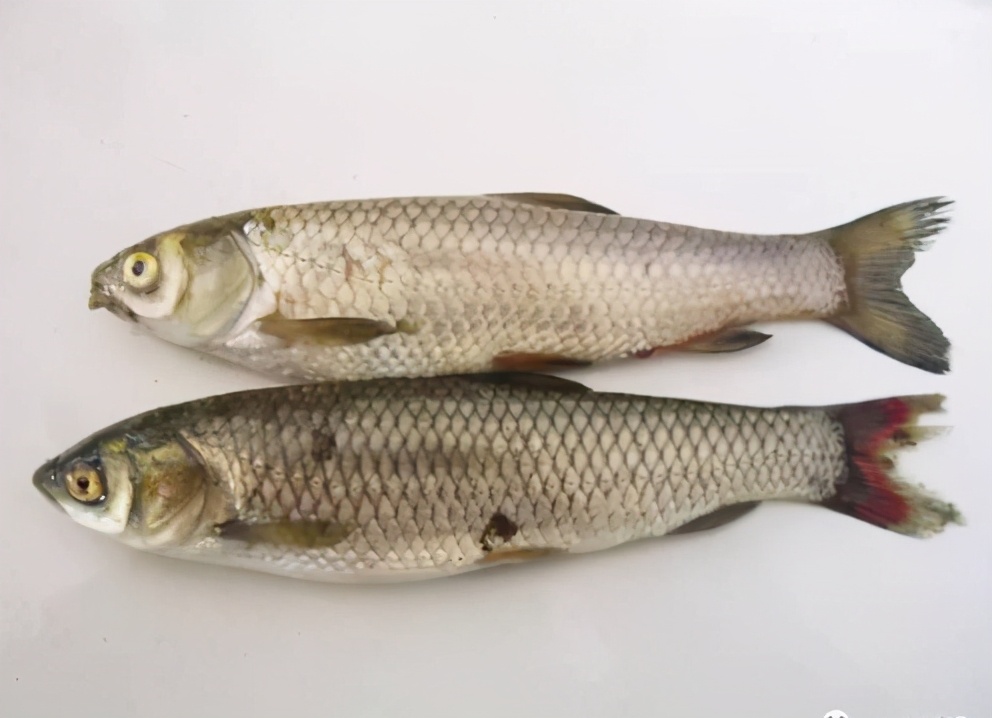 草鱼尾巴烂尾怎么办,草鱼烂尾病最佳治疗方法