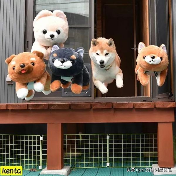 把柴犬放在一堆柴犬玩偶里,日本两只柴犬