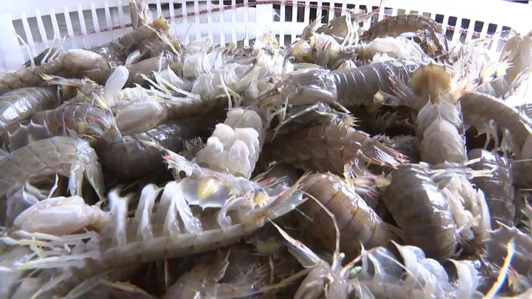 迁安海鲜皮皮虾,迁安皮皮虾