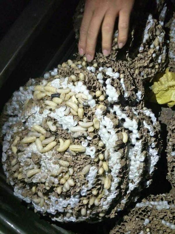 河南4岁男童被骷髅蜂蜇伤,男童被蜂蜇伤50多次