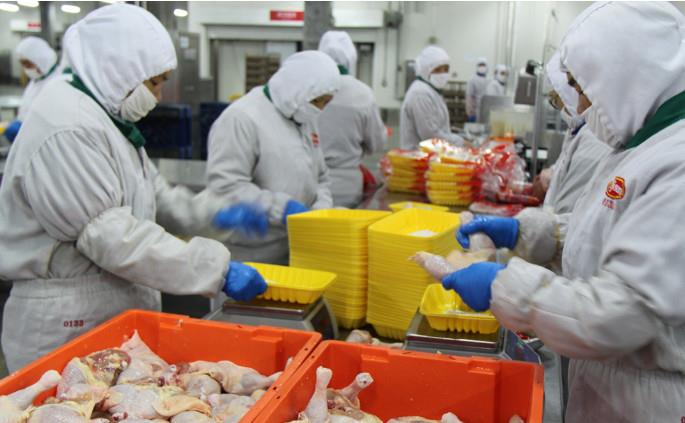 一只鸡只有两条腿,肯德基为什么都是鸡腿鸡翅一对