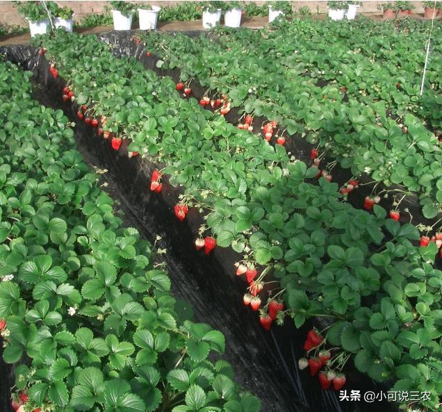 草莓种植裂口,种植草莓为何会出现烂草莓