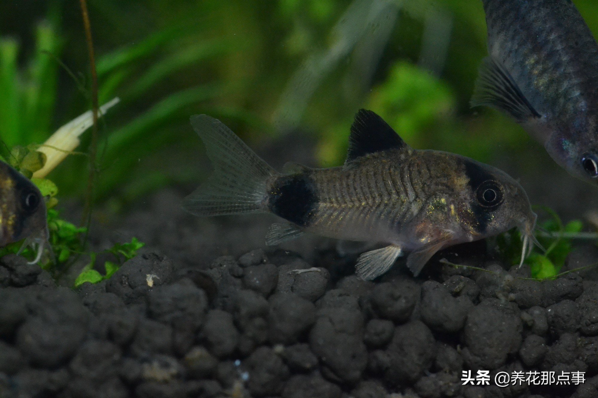 新手养小型热带鱼推荐,热带鱼生态鱼缸养殖必备条件