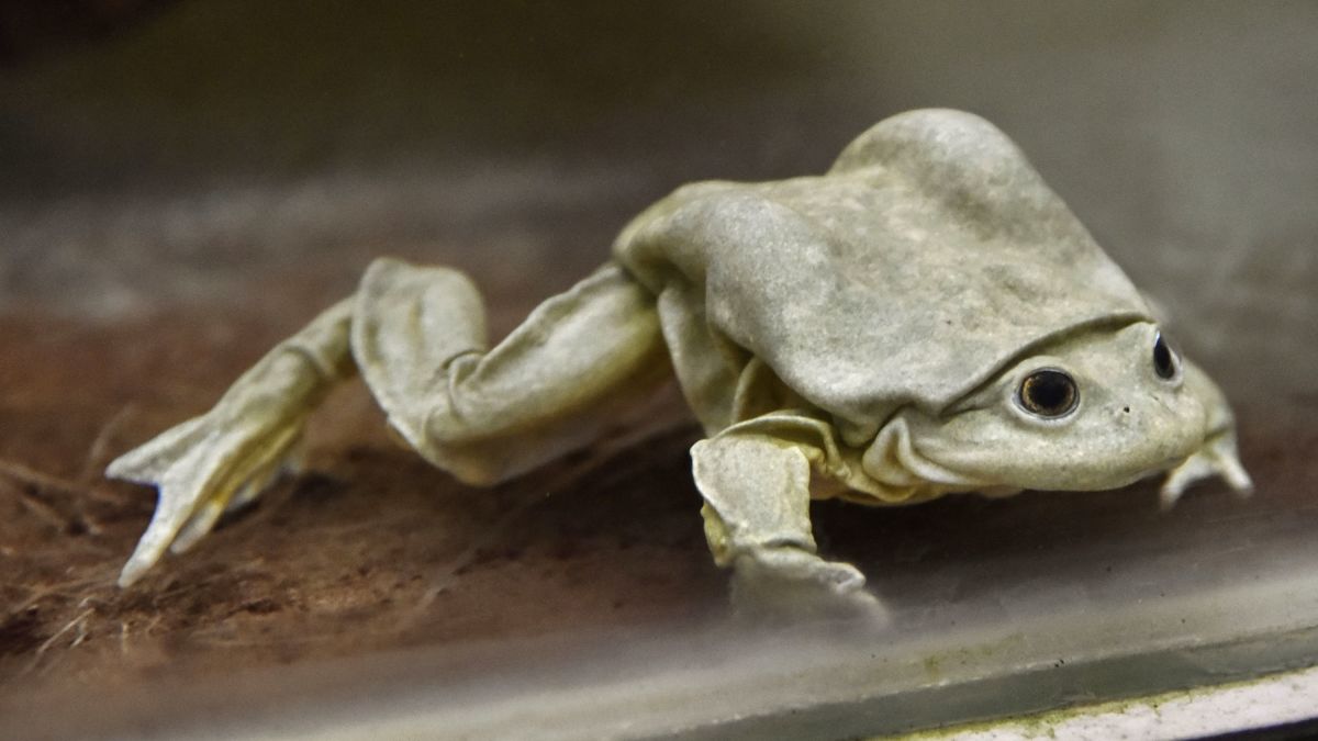 秘鲁青蛙汁的功效与作用,秘鲁青蛙榨汁做法