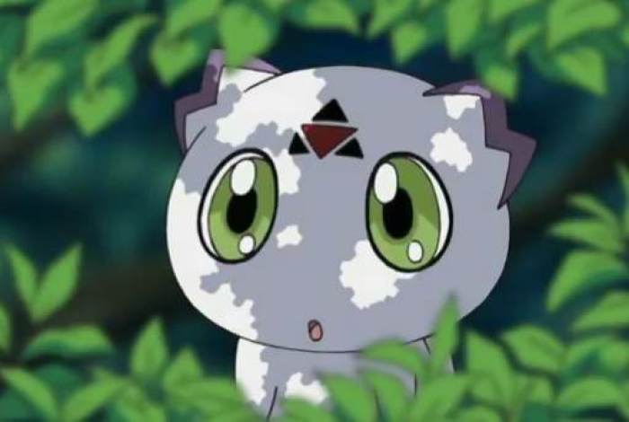 三只萌宠你们喜欢哪只,萌宠大合集你最喜欢哪一只