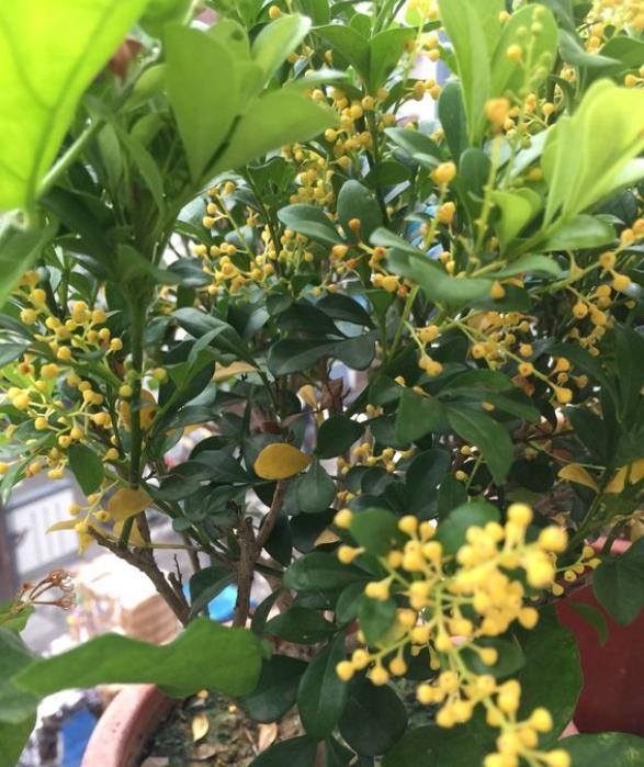 米兰花种植忌讳,米兰花如何过冬和养护
