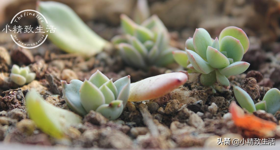 叶插多肉生根发芽后，要注意3个方面，不然可能会“消失”