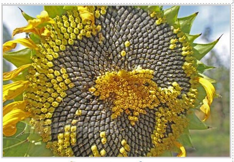 寻物|这个年出不了门,在家嗑瓜子吧,或许能尝到幸福的滋味