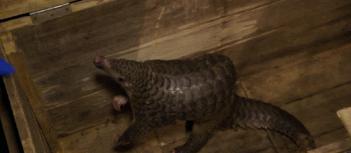 穿山甲报应,报应啊